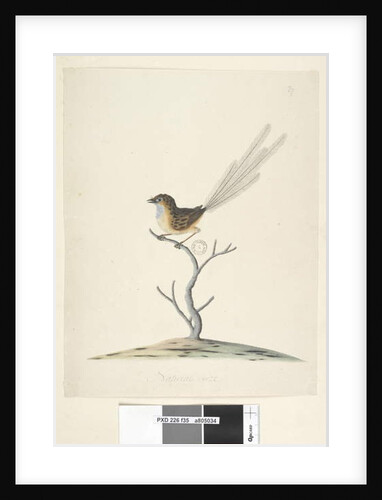 Page 35. Natural size Emu, Wren, male Stipiturus malachurus, 1791-92 by Unknown artist