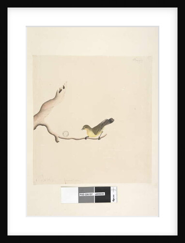 Page 37. October. Natural size Yellow Thornbill Acanthiza nana, 1791-92 by Unknown artist
