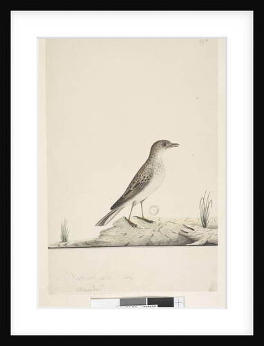 Page 38. Alundu? above title in different hand Natural size, July Pipit Anthus australis, 1791-92 by Unknown artist