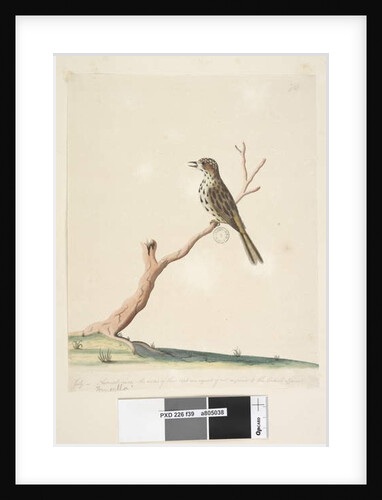 Page 39. Fringilla by Unknown artist