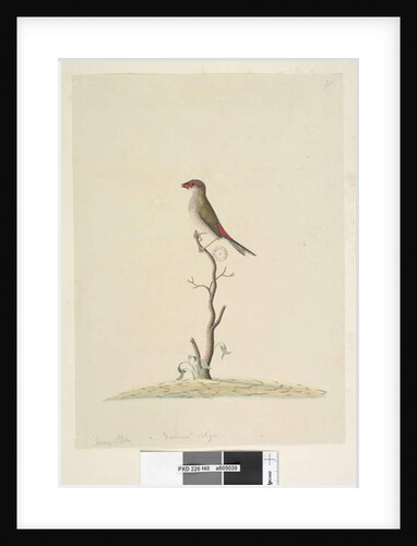 Page 40. Fringilla. Natural size Red, Browed Finch Neochmia temporalis Aegintha temporalis, 1791-92 by Unknown artist