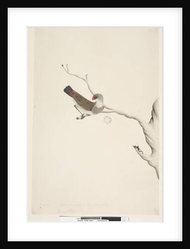 Page 41. Fringilla. above title in different hand June. Natural size. Iris doubtfull Diamond Firetail Stagonopleura guttata, immature, 1791-92 by Unknown artist