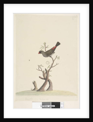 Page 42. Fringilla. at lower centre in different hand Natural size Diamond Firetail Stagonopleura guttata, 1791-92 by Unknown artist
