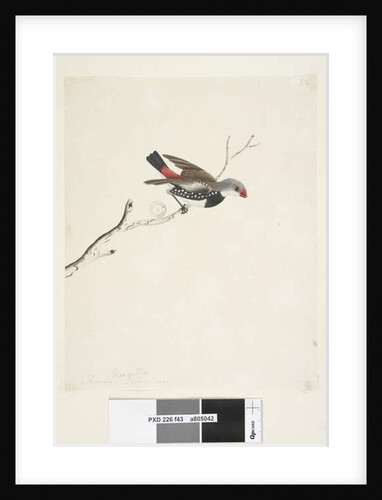 Page 43. Fringilla by Unknown artist