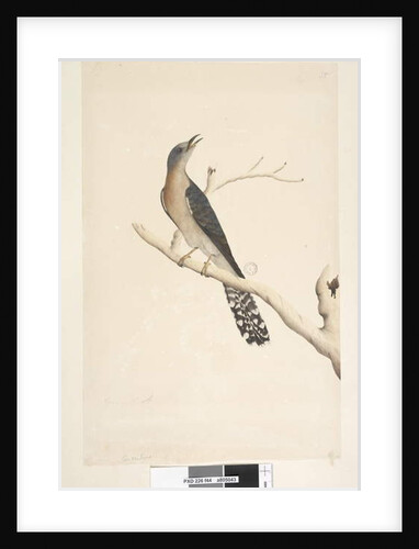 Page 44. Cuculus by Unknown artist