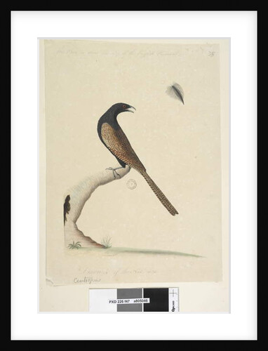 Page 47. Centropus by Unknown artist