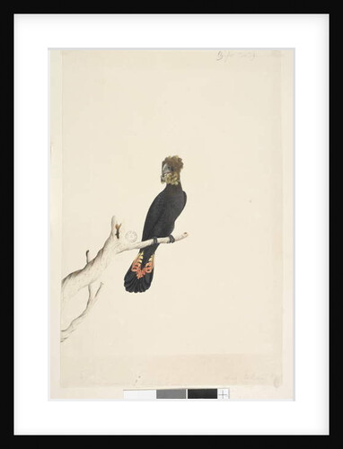 Page 48. Black Cockatoo by Unknown artist