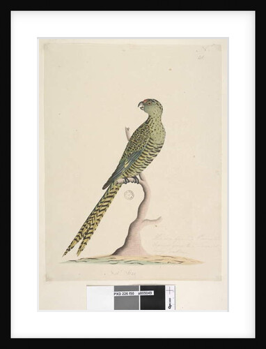 Page 50. This is a ground parrot & never goes to a tree or very seldom. at lower centre in different hand by Unknown artist