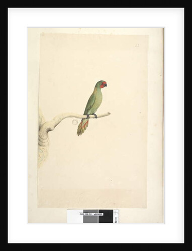 Page 51. Natural size Little Lorikeet by Unknown artist