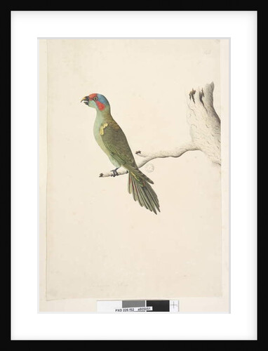 Page 52. Natural size Musk Lorikeet Glossopsitta concinna, 1791-92 by Unknown artist