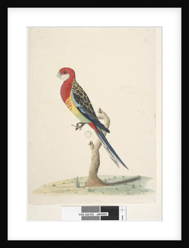 Page 53. Corella by Unknown artist
