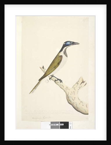 Page 56. Melephahu Cyanops by Unknown artist