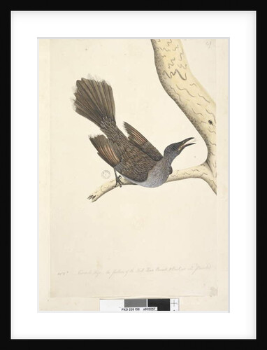 Page 58. Octr. Natural size, the feathers of the neck head breast & back are all pointed by Unknown artist