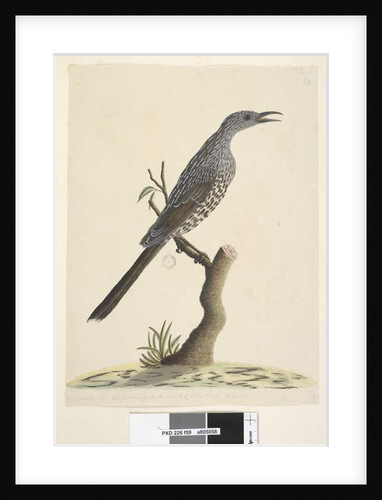 Page 59. Natural size, the feathers of the head neck & breast are pointed Brush Wattle, Bird Anthochaera chrysoptera, 1791-92 by Unknown artist
