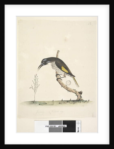 Page 61. January. Natural size Yellow Winged Honeyeater Meliornis novae, hollandiae, 1791-92 by Unknown artist