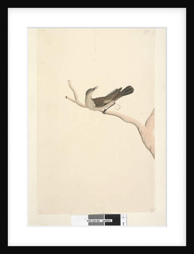 Page 64. Natural size. Iris doubtfull. Iris supposed to be straw colour Brown Tree, Creeper Climacteris picumnus, 1791-92 by Unknown artist
