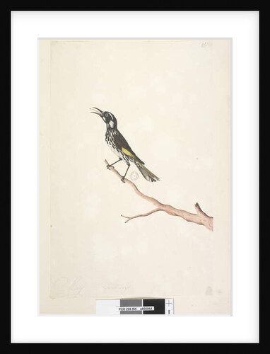 Page 65. May, natural size Yellow Winged Honeyeater by Unknown artist