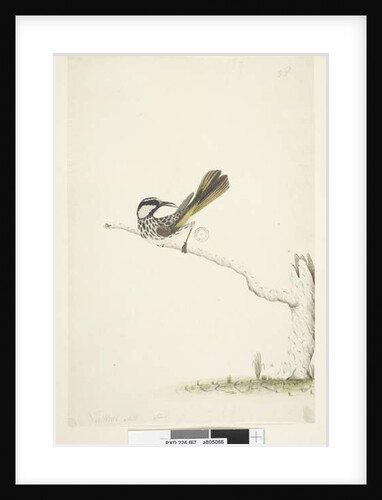 Page 67. Natural size, June White, Cheeked Honeyeater Phylidonyris nigra, 1791-92 by Unknown artist