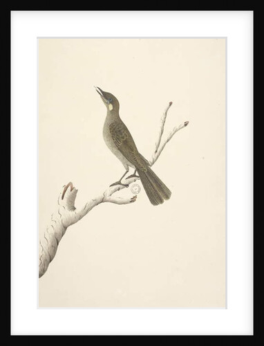 Page 68. Natural size, August Lewin Honeyeater Meliphaga Lewinii, 1791-92 by Unknown artist