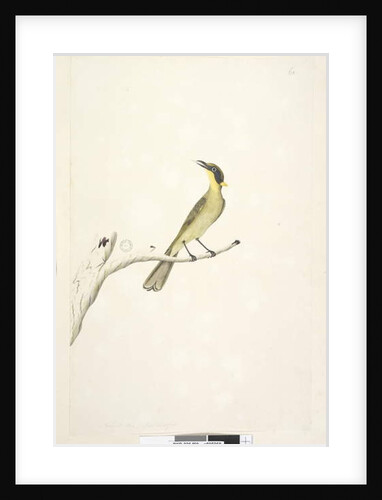Page 69. Natural size. Iris doubtfull Yellow, Tufted Honeyeater Lichenostomus melanops, 1791-92 by Unknown artist