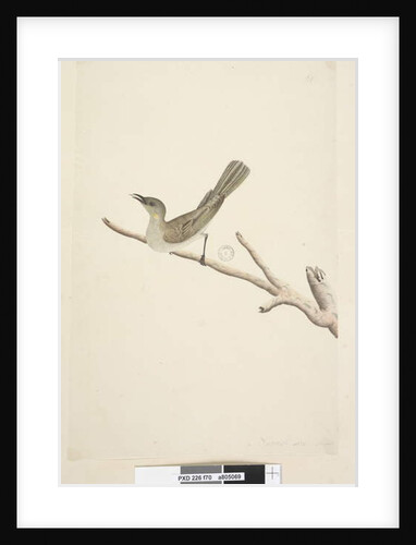 Page 70. Natural size. August Fuscous Honeyeater Lichenostomus fuscus, 1791-92 by Unknown artist