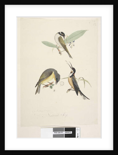 Page 71. 1, 2. Meliphaga. 3., ? at lower centre in different hand Natural size by Unknown artist