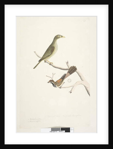 Page 72. 1. Meliphaga. 2. Muscicapa. by Unknown artist