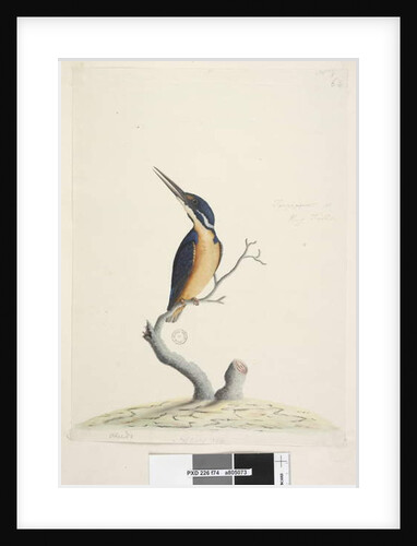 Page 74. Ter,re,a,mar or King Fisher by Unknown artist
