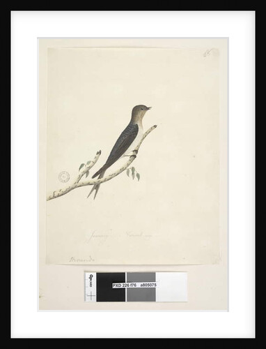 Page 76. Hirundo by Unknown artist