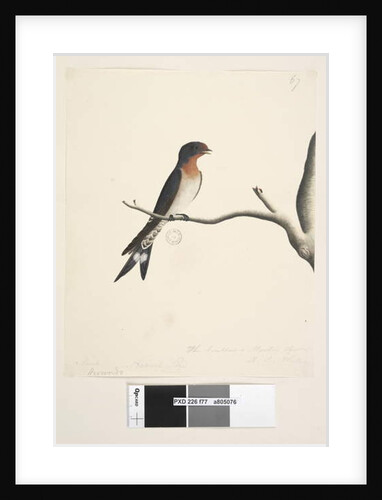 Page 77. Hirundo by Unknown artist