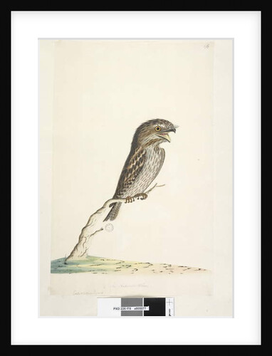 Page 78. Caprimulgus by Unknown artist
