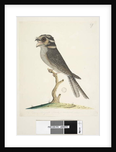 Page 79. A young Musquito Hawk by Unknown artist