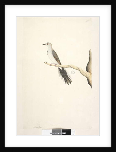 Page 80. Columba by Unknown artist