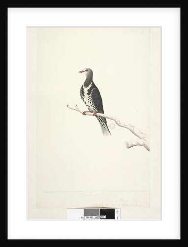 Page 81. Wunga, Wungee Pigeon. by Unknown artist