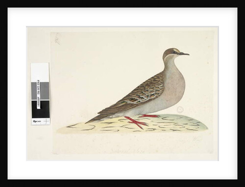 Page 82. Bronze Wing by Unknown artist