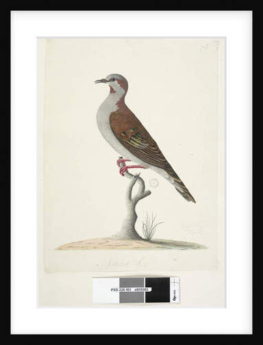 Page 83. Bronze Winged Pigeon by Unknown artist