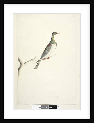 Page 84. Pidgeon of Norfolk Island by Unknown artist