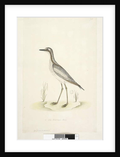 Page 85. Oedicnemus by Unknown artist