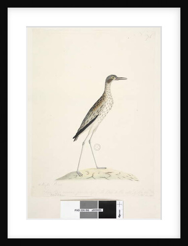 Page 86. A Night Bird by Unknown artist