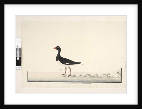 Page 87. Hematopus by Unknown artist