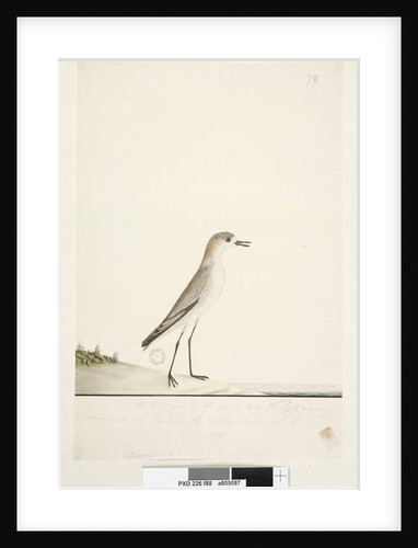Page 88. Charadrius by Unknown artist