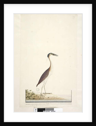 Page 89. Ardea? by Unknown artist
