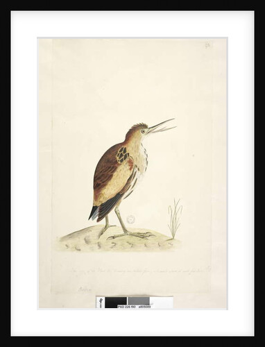Little Bittern Ixobrychus minutus by Unknown artist