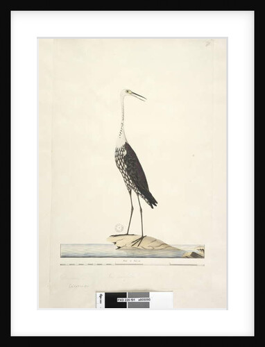 Page 91. Ciconia by Unknown artist