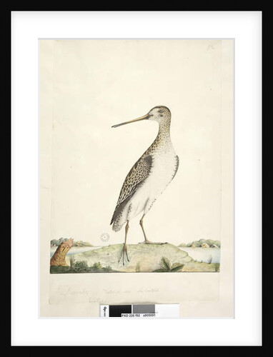 Scolopax by Unknown artist