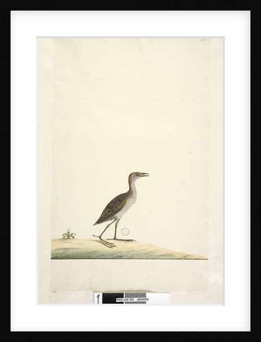Page 93. Rallus by Unknown artist
