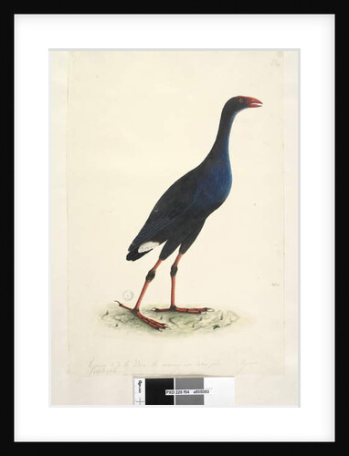 Page 94. Porphyrio. along lower edge in different hand by Unknown artist