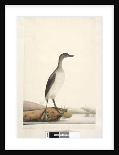 Page 95. Podicepha. along lower edge in different hand September by Unknown artist