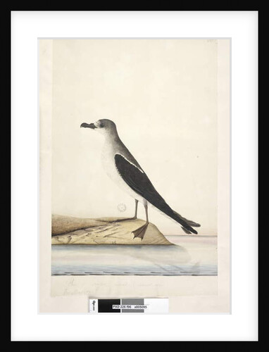 Page 96. Bird of Norfolk Island. at lower left in different hand Procellana Norfolk Island Dove Petrel, 1791-92 by Unknown artist