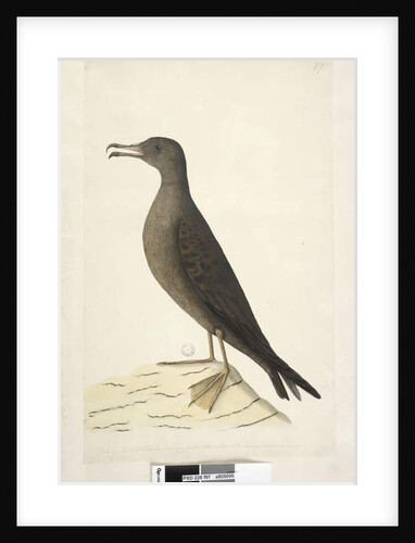 Page 97. Bird of Norfolk Island commonly called the mutton bird, drawn natural size Wedge, Tailed Shearwater Puffinis Pacificus, 1791-92 by Unknown artist